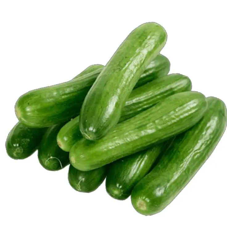 Chinese cucumber