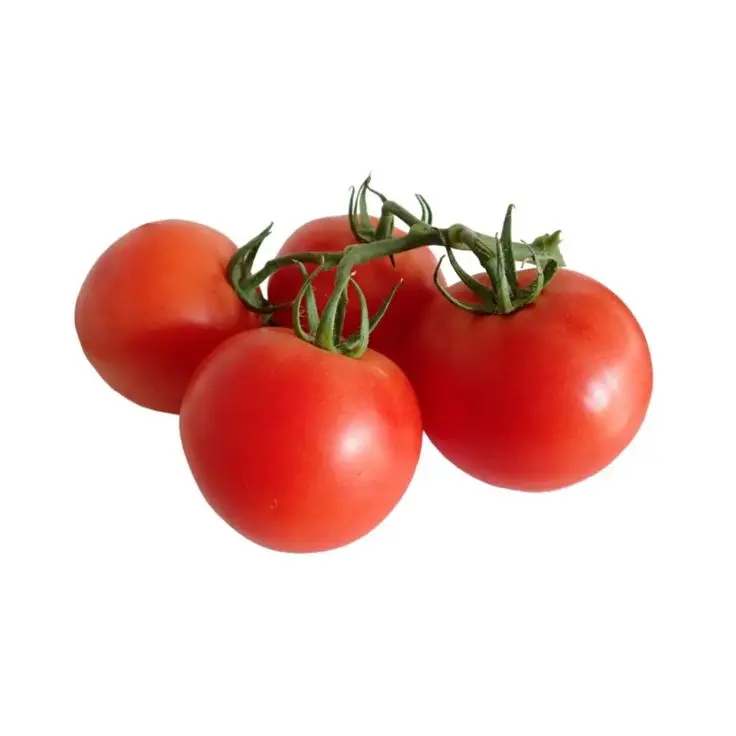 Hybrid Tmatar